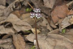 Harbinger of spring, Erigenia bulbosa