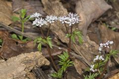 Harbinger of spring, Erigenia bulbosa