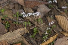 Harbinger of spring, Erigenia bulbosa