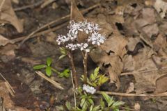 Harbinger of spring, Erigenia bulbosa