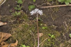 Harbinger of spring, Erigenia bulbosa