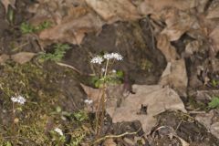 Harbinger of spring, Erigenia bulbosa