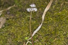 Harbinger of spring, Erigenia bulbosa