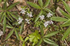 Harbinger of spring, Erigenia bulbosa