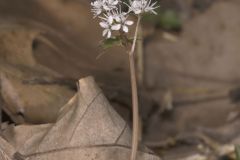 Harbinger of spring, Erigenia bulbosa