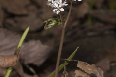 Harbinger of spring, Erigenia bulbosa