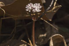 Harbinger of spring, Erigenia bulbosa