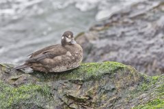 Harlequin Duck, Histrionicus histrionicus