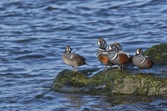 Harlequin Duck, Histrionicus histrionicus