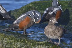 Harlequin Duck, Histrionicus histrionicus