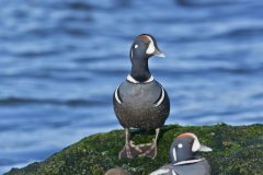 Harlequin Duck, Histrionicus histrionicus