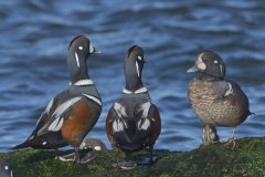 Harlequin Duck, Histrionicus histrionicus