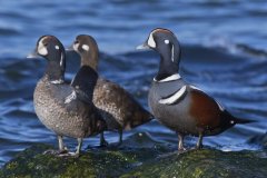 Harlequin Duck, Histrionicus histrionicus