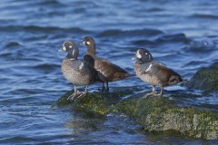 Harlequin Duck, Histrionicus histrionicus