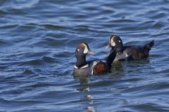 Harlequin Duck, Histrionicus histrionicus