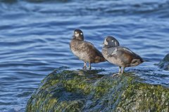 Harlequin Duck, Histrionicus histrionicus