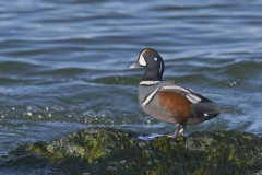 Harlequin Duck, Histrionicus histrionicus