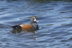 Harlequin Duck, Histrionicus histrionicus