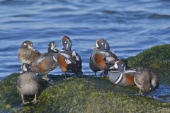 Harlequin Duck, Histrionicus histrionicus