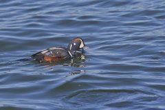 Harlequin Duck, Histrionicus histrionicus