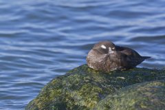 Harlequin Duck, Histrionicus histrionicus