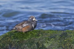 Harlequin Duck, Histrionicus histrionicus