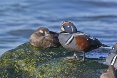 Harlequin Duck, Histrionicus histrionicus