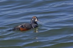 Harlequin Duck, Histrionicus histrionicus