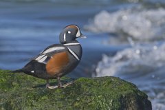 Harlequin Duck, Histrionicus histrionicus