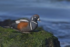 Harlequin Duck, Histrionicus histrionicus