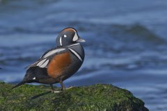 Harlequin Duck, Histrionicus histrionicus