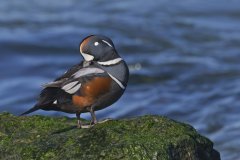 Harlequin Duck, Histrionicus histrionicus