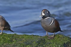 Harlequin Duck, Histrionicus histrionicus