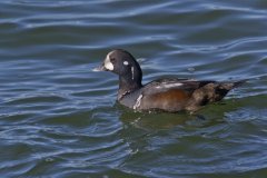 Harlequin Duck, Histrionicus histrionicus