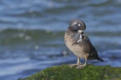 Harlequin Duck, Histrionicus histrionicus