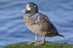 Harlequin Duck, Histrionicus histrionicus