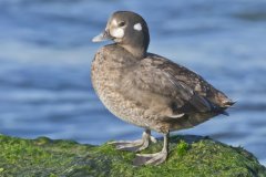 Harlequin Duck, Histrionicus histrionicus