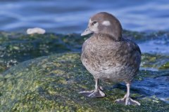 Harlequin Duck, Histrionicus histrionicus