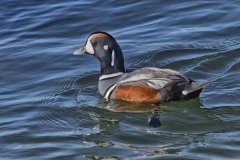 Harlequin Duck, Histrionicus histrionicus