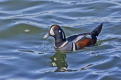 Harlequin Duck, Histrionicus histrionicus