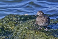 Harlequin Duck, Histrionicus histrionicus