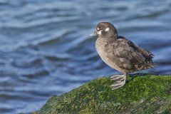 Harlequin Duck, Histrionicus histrionicus