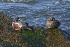 Harlequin Duck, Histrionicus histrionicus