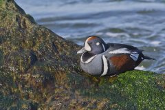 Harlequin Duck, Histrionicus histrionicus