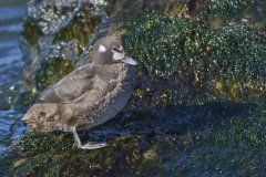 Harlequin Duck, Histrionicus histrionicus