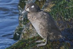 Harlequin Duck, Histrionicus histrionicus