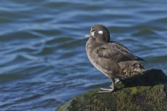 Harlequin Duck, Histrionicus histrionicus