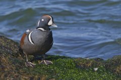 Harlequin Duck, Histrionicus histrionicus