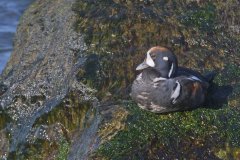 Harlequin Duck, Histrionicus histrionicus