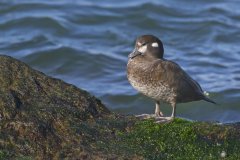 Harlequin Duck, Histrionicus histrionicus